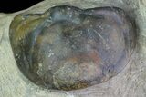 Struveaspis Trilobite (Small Eyed Phacopid) #68645-4